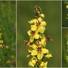 Schwarze Königskerze (Verbascum nigrum).