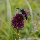 " Schwarze Kohlrose "