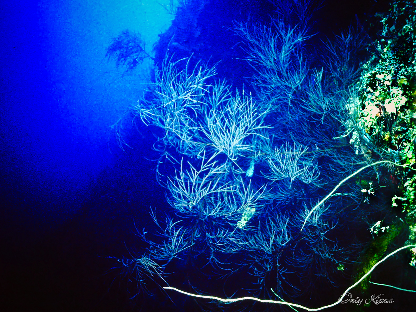 Schwarze Koralle in ca. 65 m Tiefe