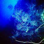 Schwarze Koralle in ca. 65 m Tiefe