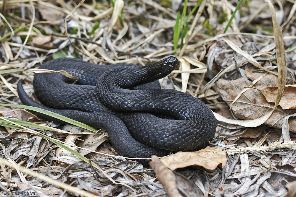 Schwarze Kreuzotter