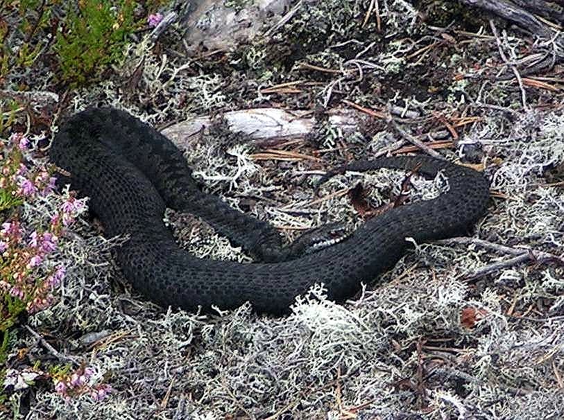 schwarze Kreuzotter (hoggorn)