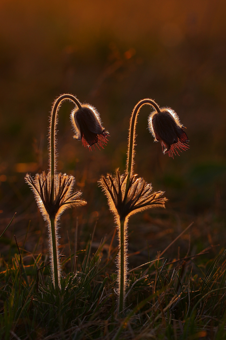 Schwarze Küchenschelle (Pulsatilla pratensis)