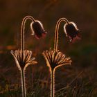 Schwarze Küchenschelle (Pulsatilla pratensis)