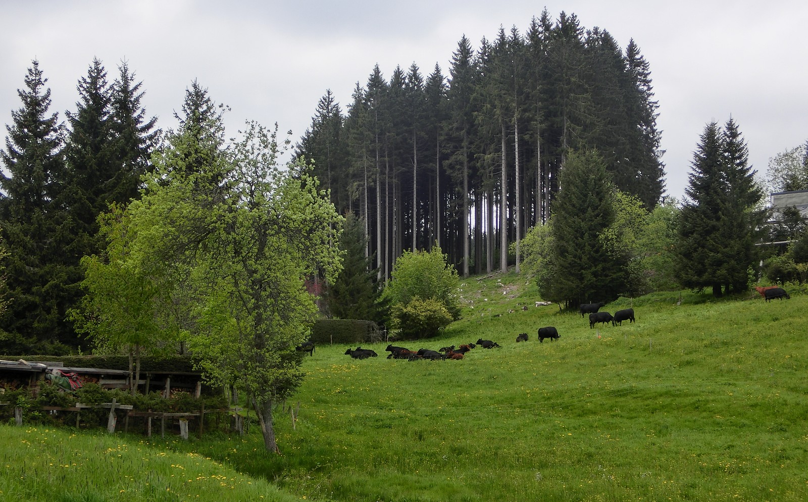 Schwarze Kühe im Schwarzwald :-)