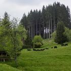 Schwarze Kühe im Schwarzwald :-)