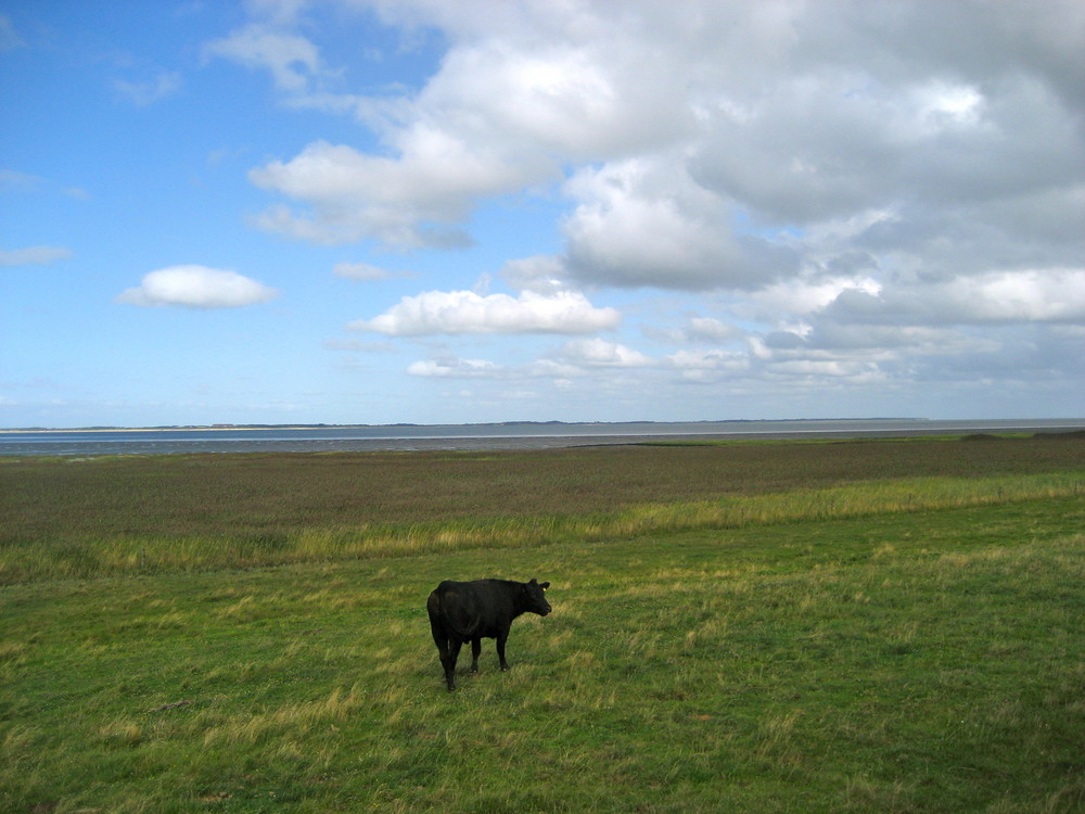 Schwarze Kuh auf Amrum