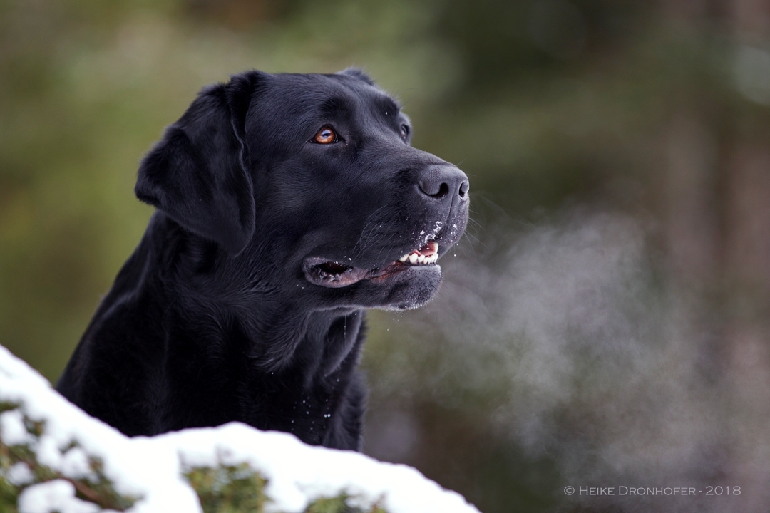 Schwarze Labrador Hündin Ilvey