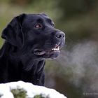 Schwarze Labrador Hündin Ilvey