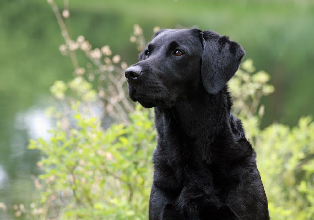 schwarze Labradorhündin aus reiner Fieltriallinie.
