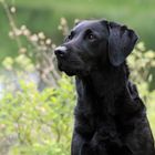 schwarze Labradorhündin aus reiner Fieltriallinie.