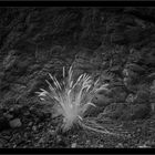 Schwarze Lava, La Palma, Kanarische Inseln