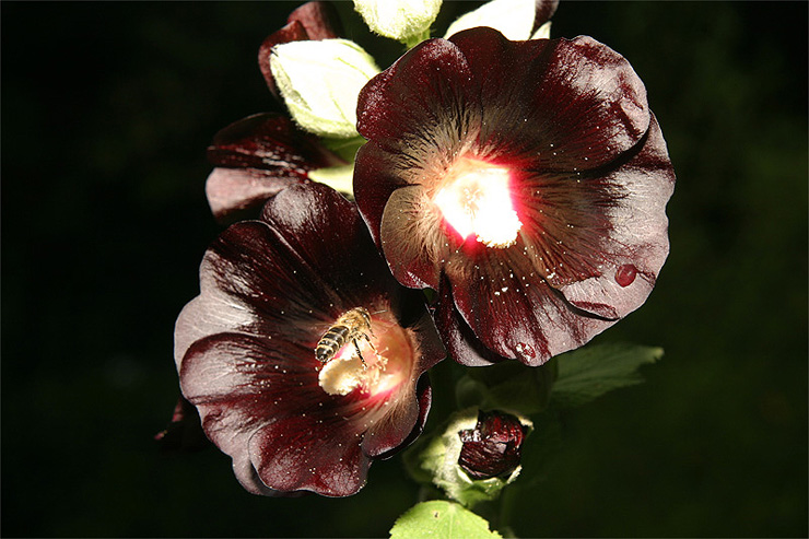 Schwarze, leuchtende Stockrose