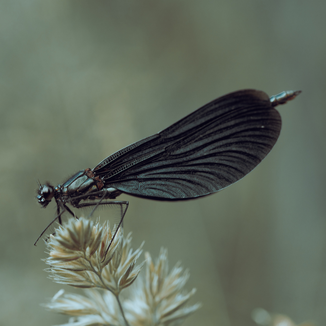 Schwarze Libelle