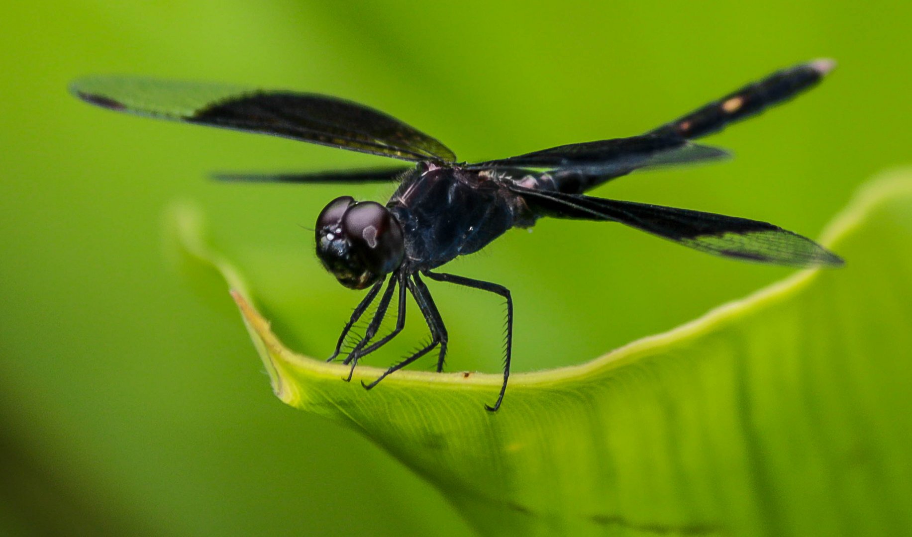 Schwarze Libelle: Erythrodiplax funerea, männlich.