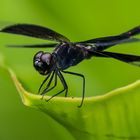 Schwarze Libelle: Erythrodiplax funerea, männlich.