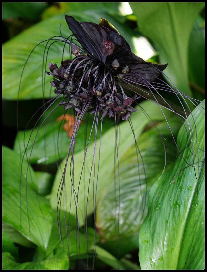 Schwarze Lilie  Brief Garden Beruwela Sri Lanka