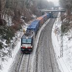 Schwarze Lok im Schnee