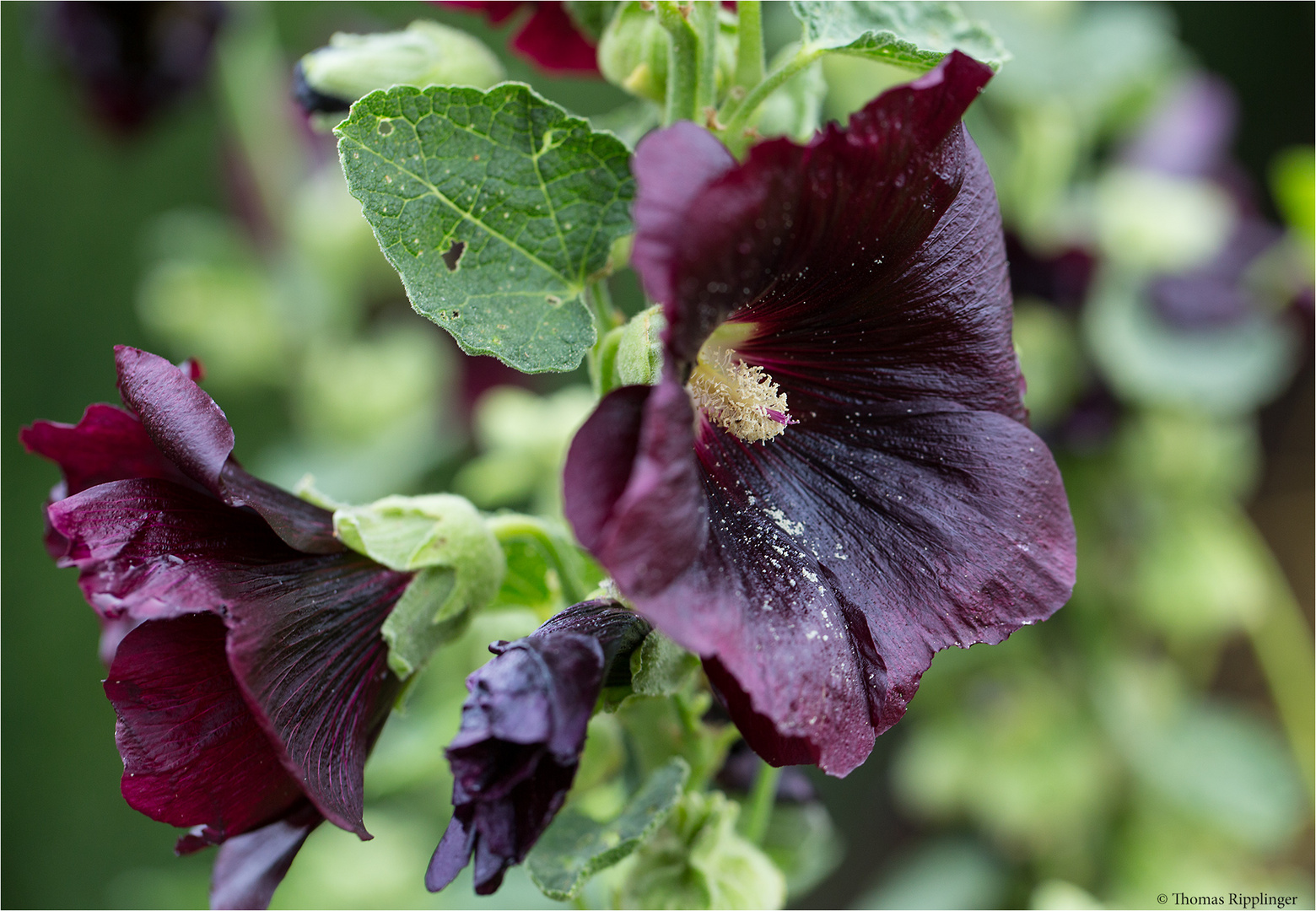 Schwarze Malve (Althea rosea var. nigra)..