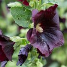 Schwarze Malve (Althea rosea var. nigra)..