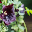 Schwarze Malve (Althea rosea var. nigra)