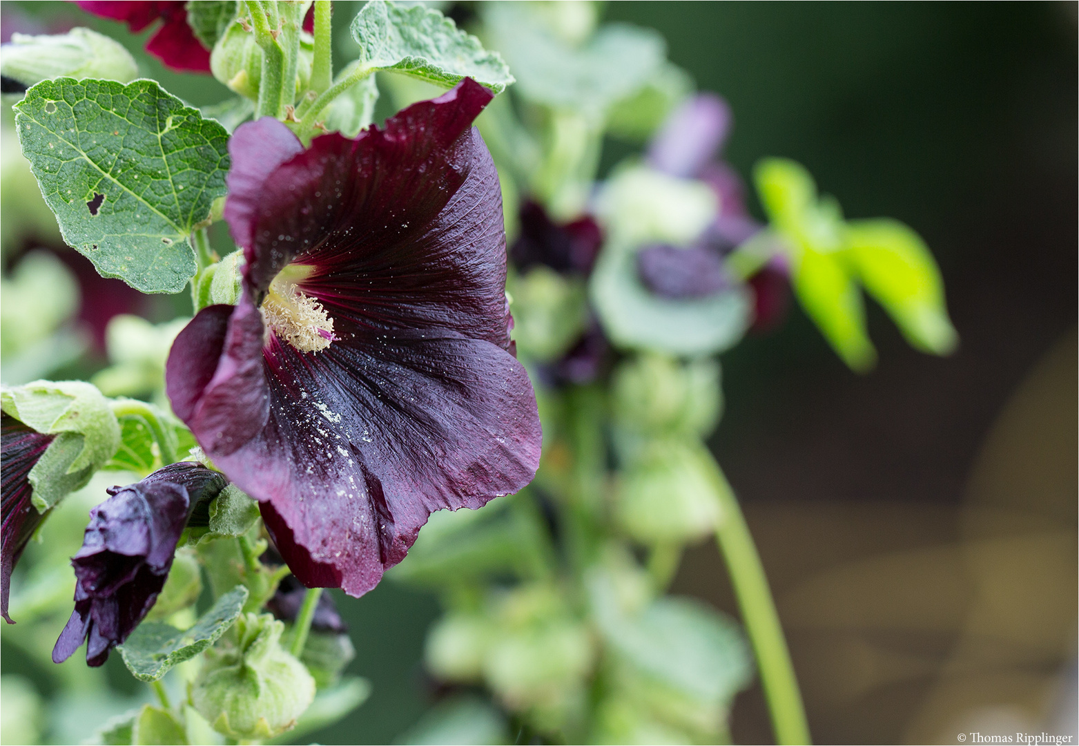 Schwarze Malve (Althea rosea var. nigra)