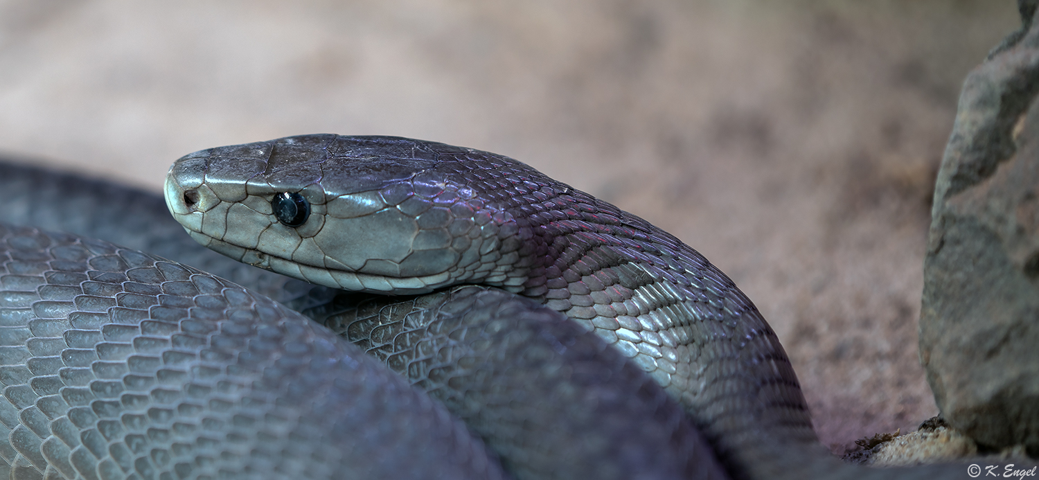 Schwarze Mamba