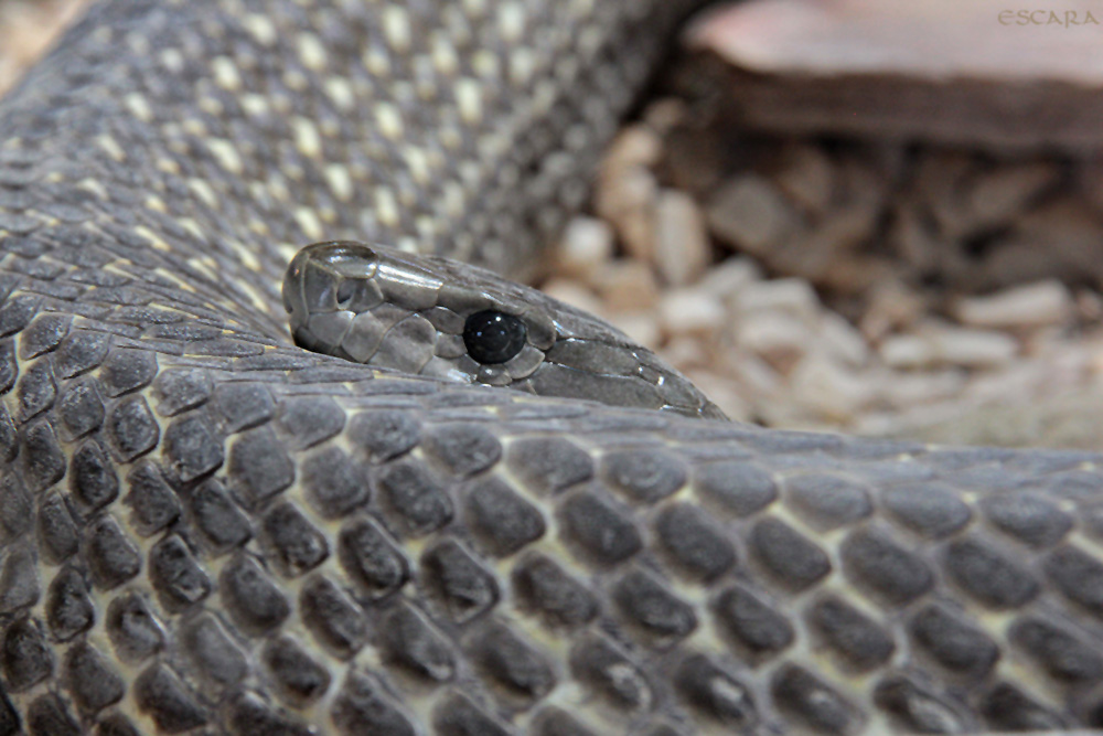 Schwarze Mamba Foto Bild Tiere Zoo Wildpark Falknerei Amphibien Reptilien Bilder Auf Fotocommunity