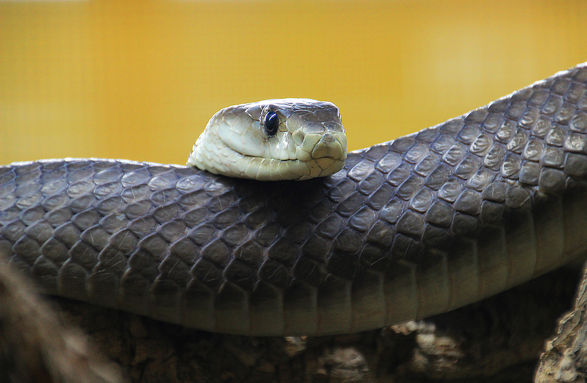 schwarze Mamba