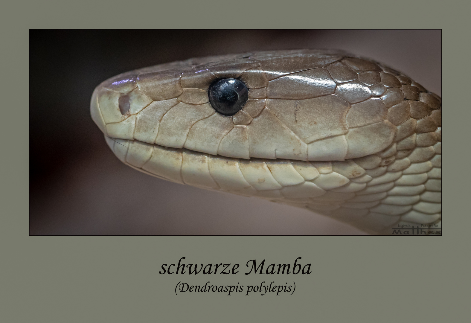 schwarze Mamba