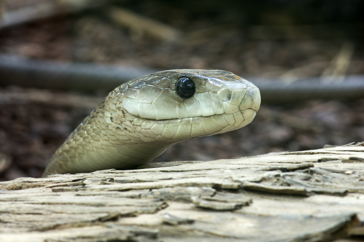 Schwarze Mamba Foto Bild Tiere Zoo Wildpark Falknerei Amphibien Reptilien Bilder Auf Fotocommunity