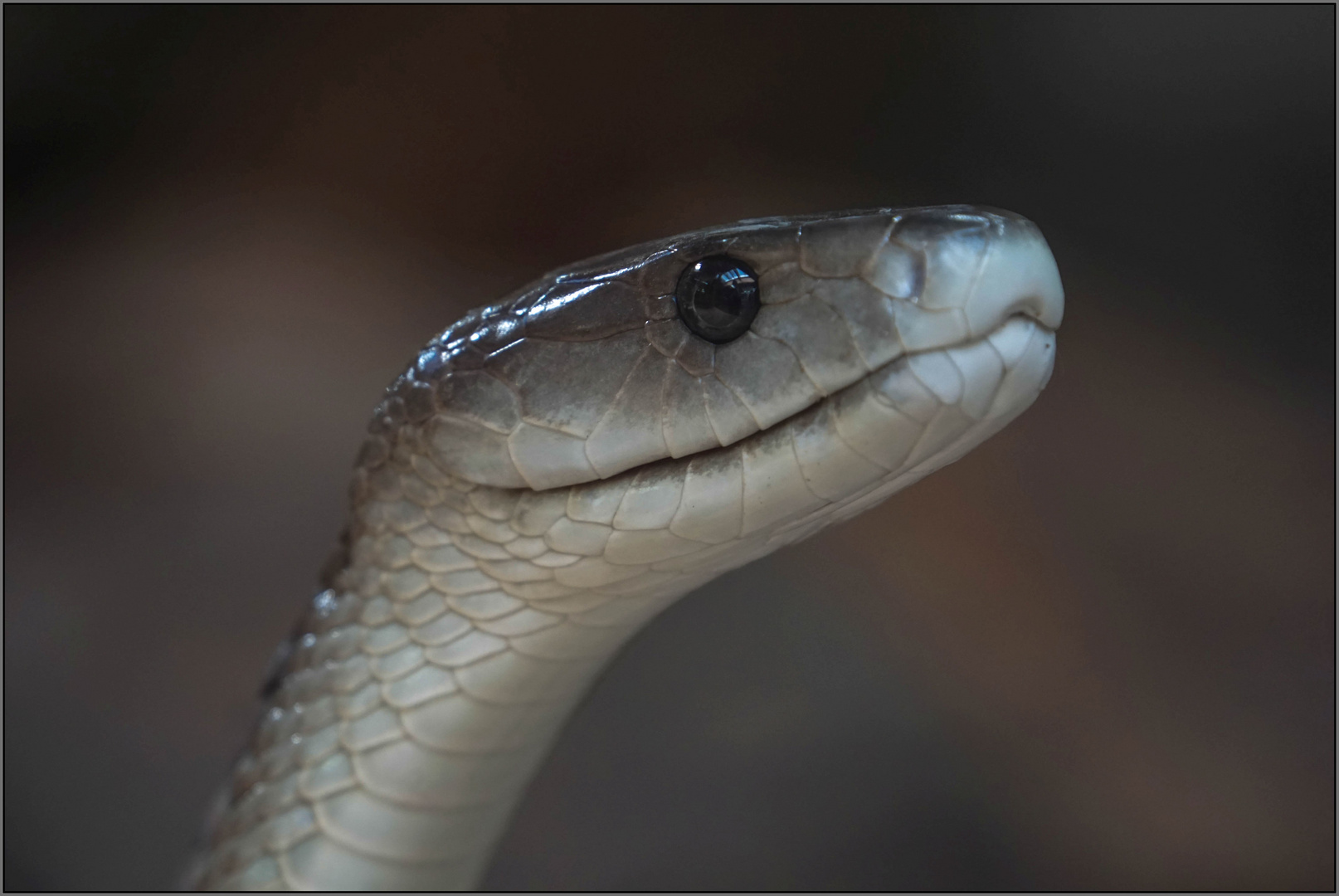 schwarze Mamba