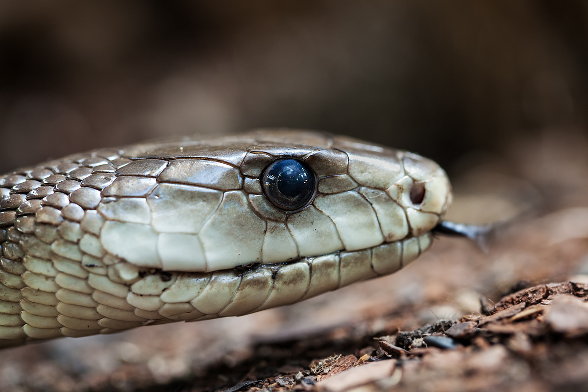 Schwarze Mamba (Dendroaspis polylepis)