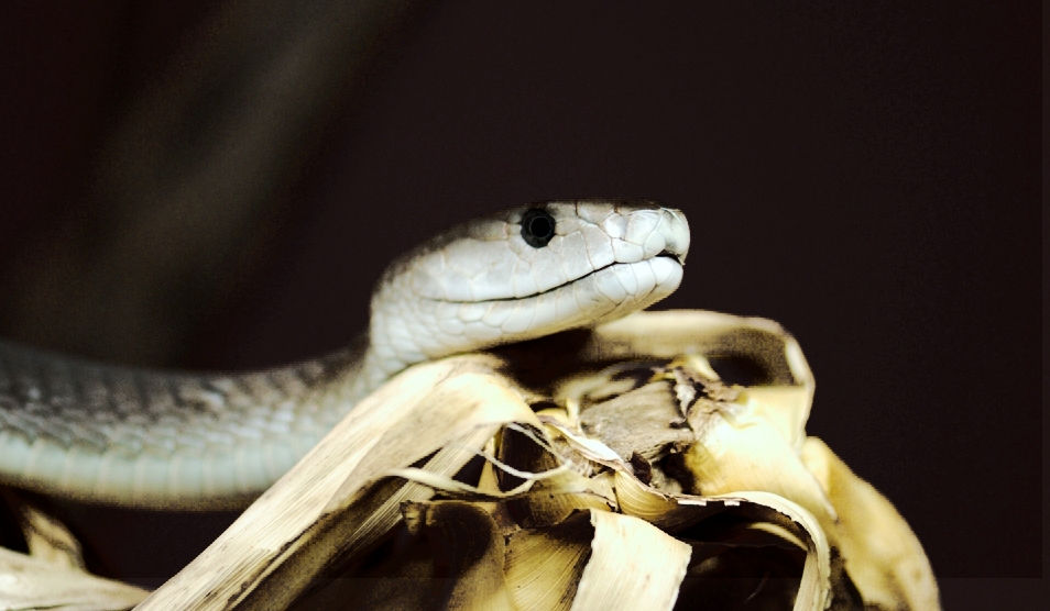 Schwarze Mamba (Dendroaspis polylepis)