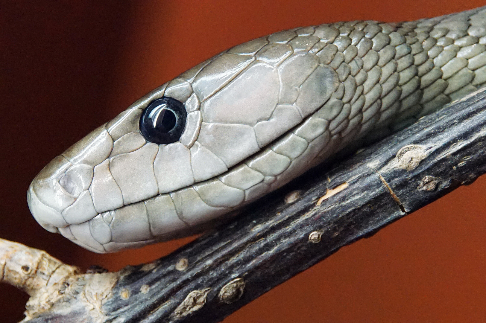  Schwarze Mamba (Dendroaspis polylepis)