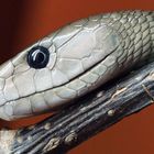  Schwarze Mamba (Dendroaspis polylepis)