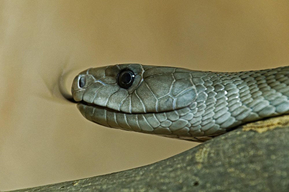 SCHWARZE  MAMBA