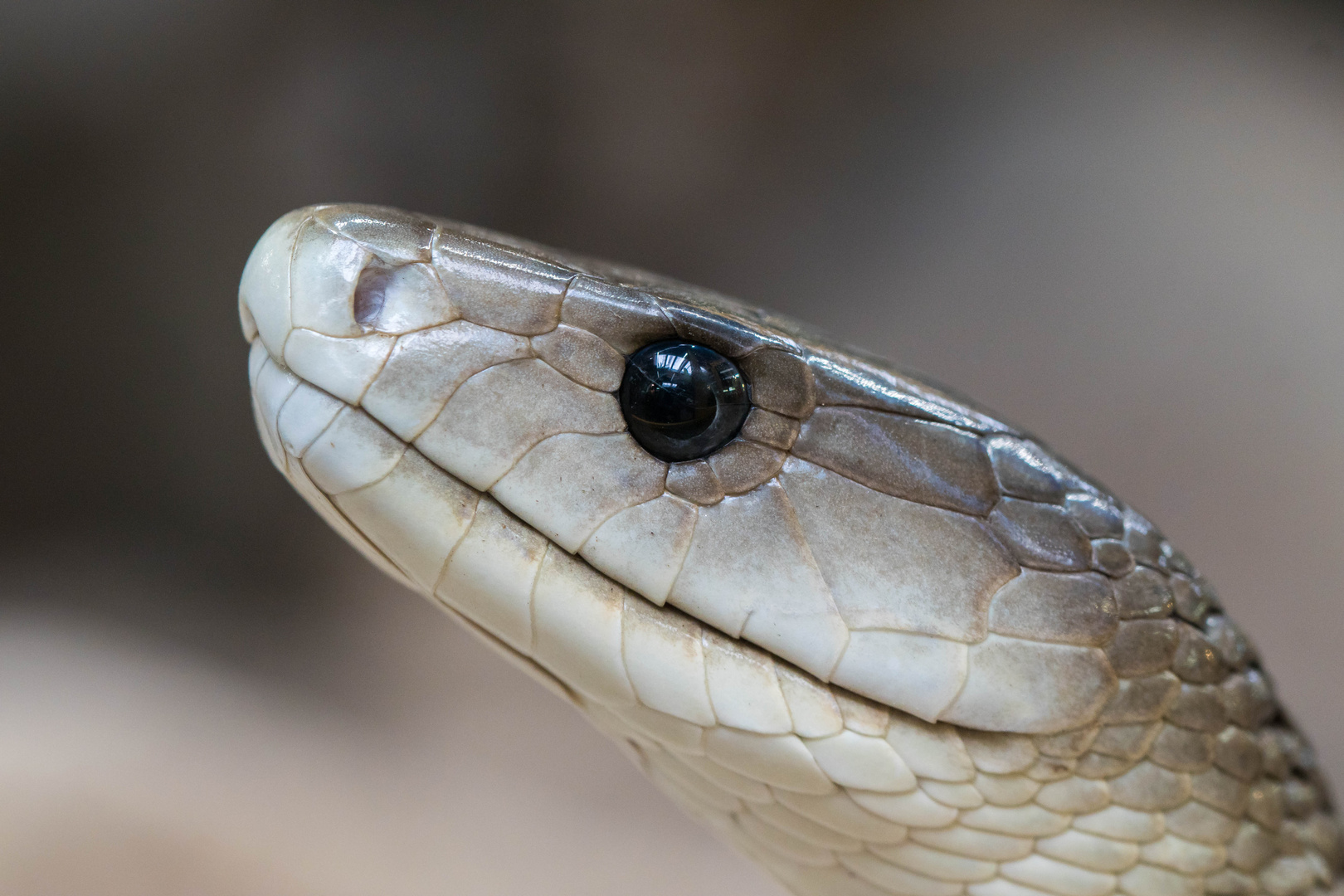 schwarze Mamba