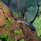 Schwarze Mamba flieht vor mir in Termitenhügel