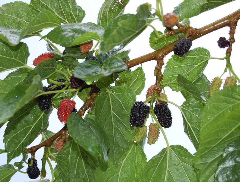 Schwarze Maulbeeren