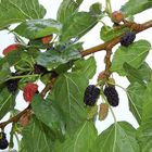 Schwarze Maulbeeren