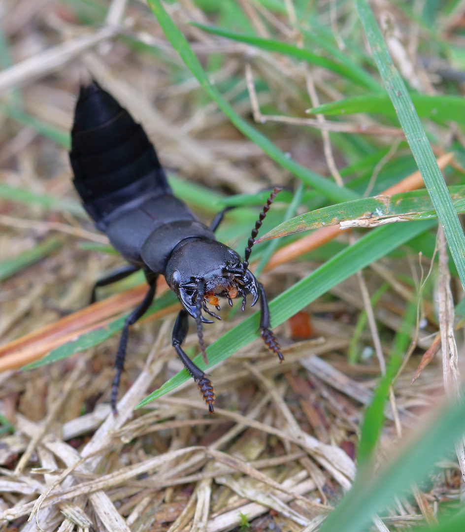 Schwarze Moderkäfer (Ocypus olens)