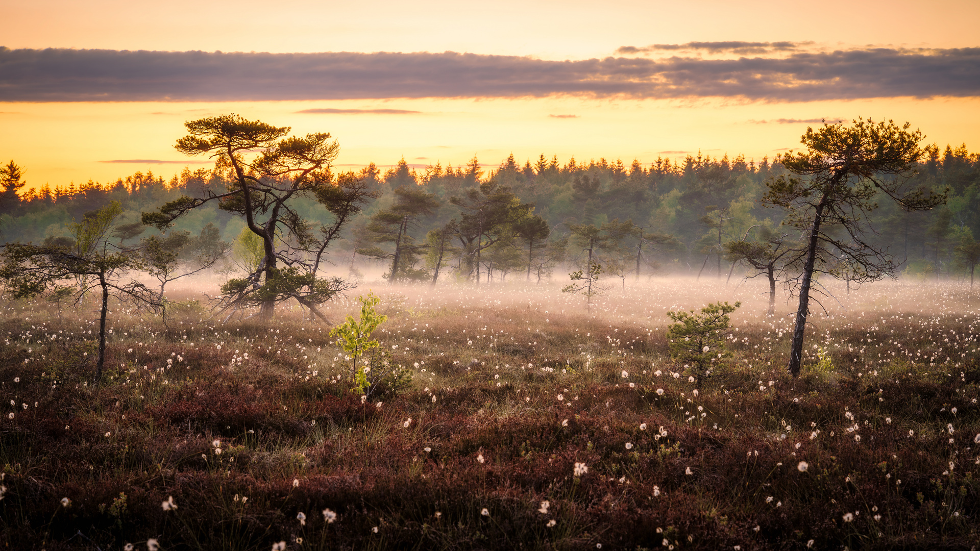 Schwarze Moor 