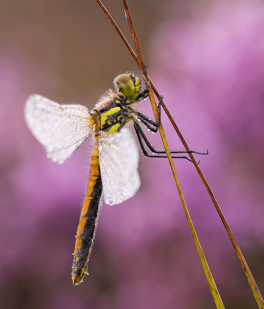 schwarze Moorheidi