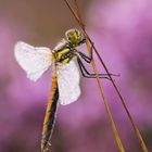 schwarze Moorheidi