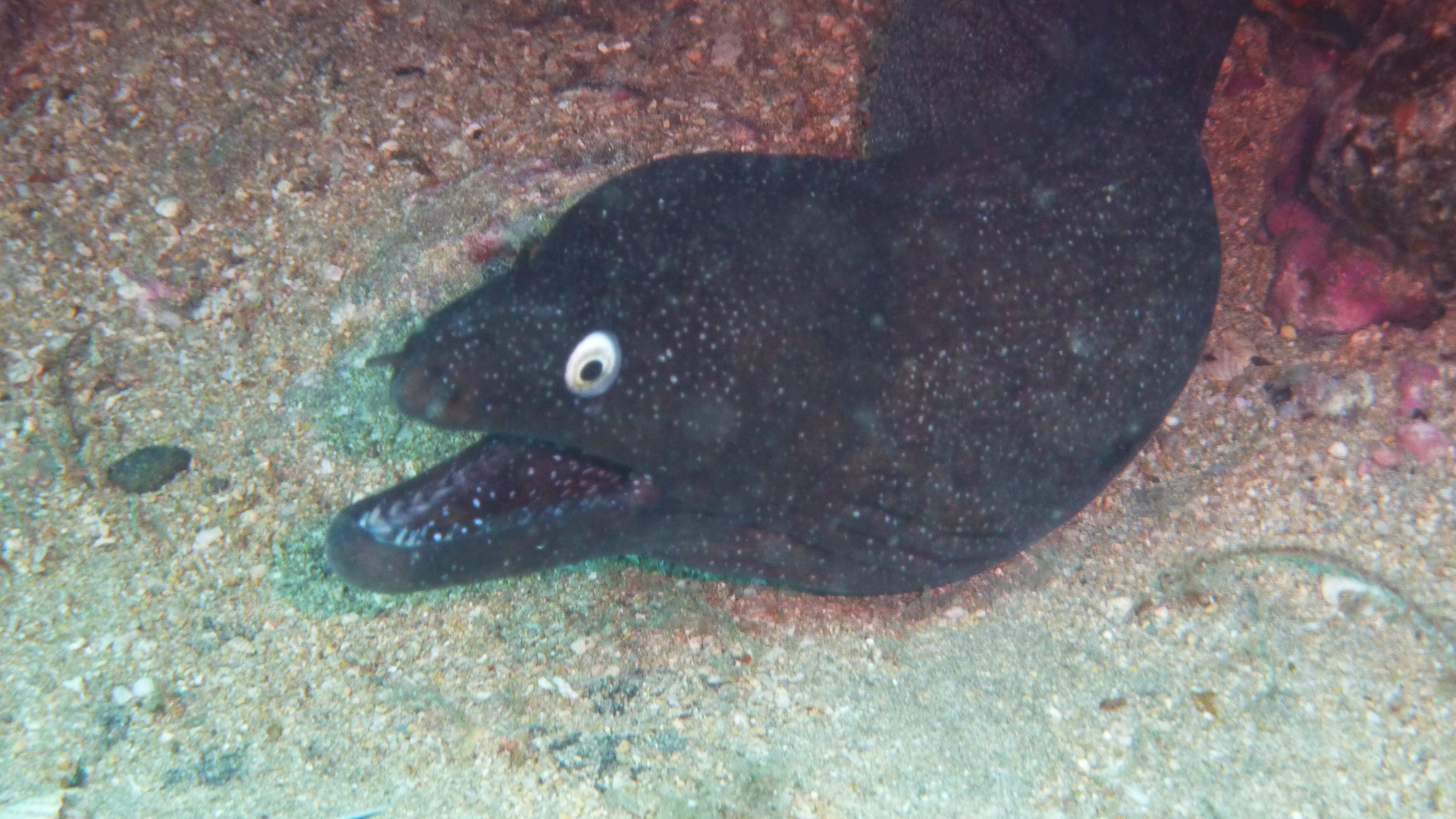 Schwarze Muräne im Atlantic