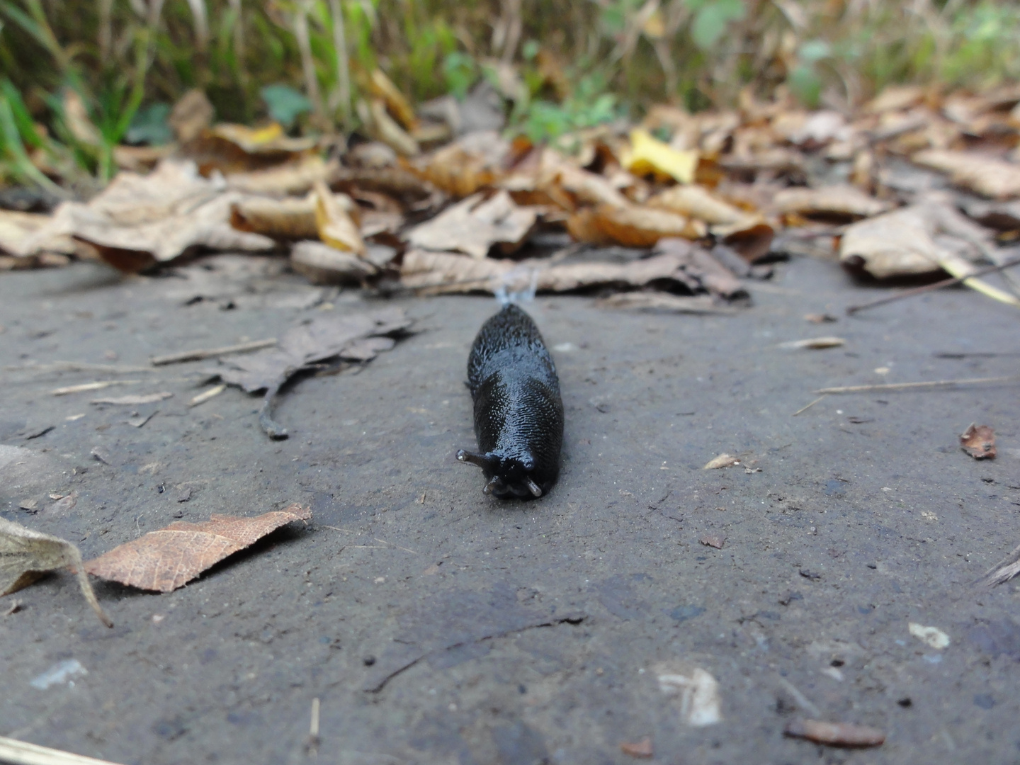 Schwarze Nacktschnecke