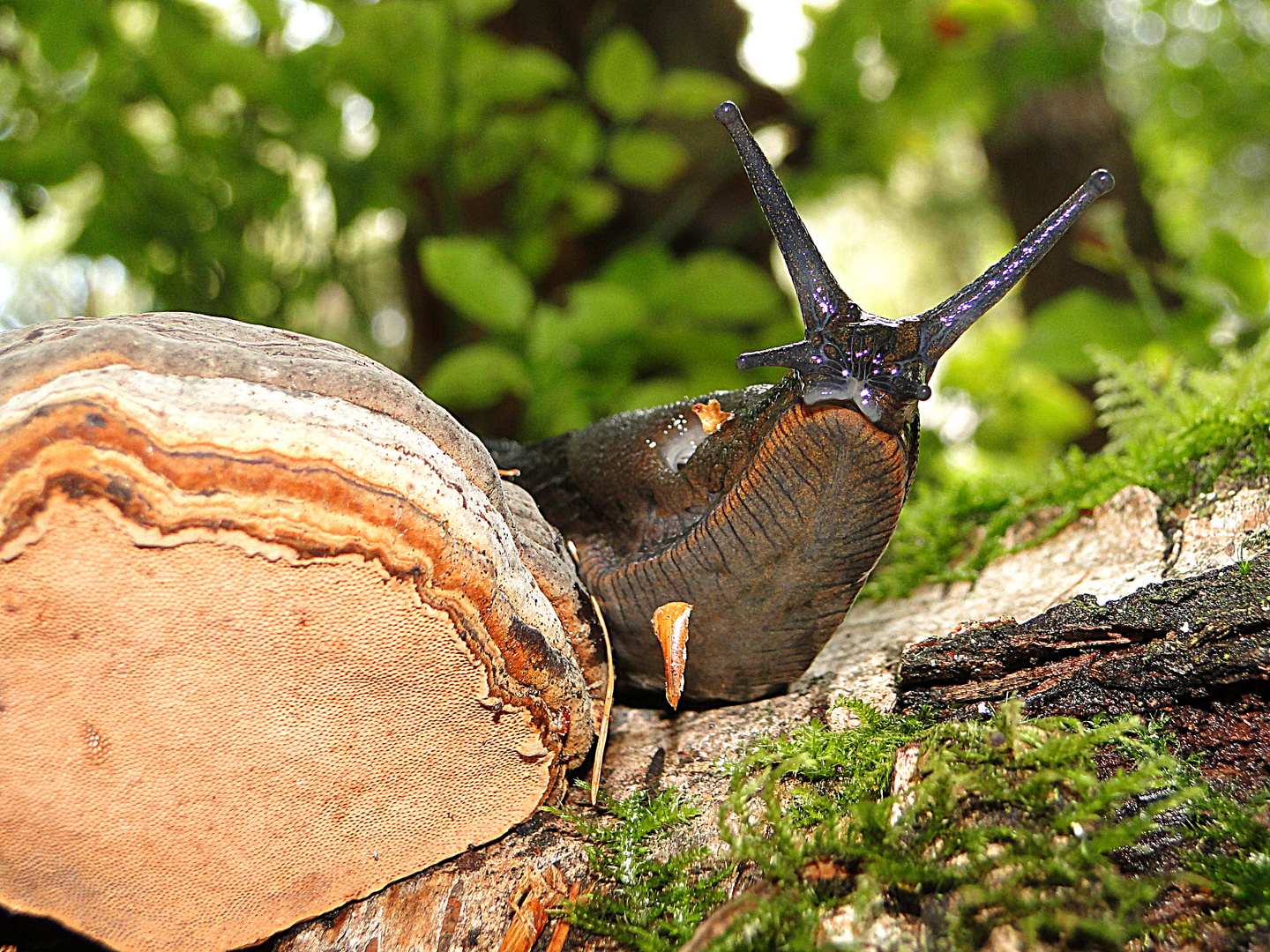 Schwarze Nacktschnecke im Wald