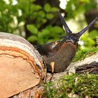 Schwarze Nacktschnecke im Wald