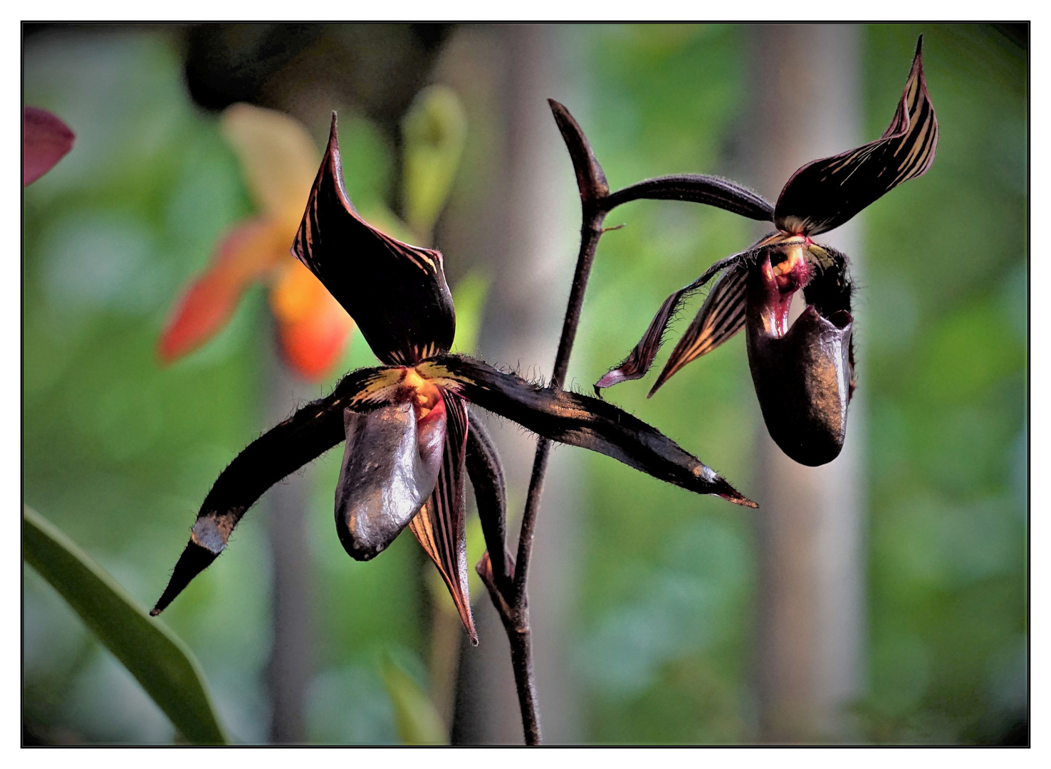 Schwarze Orchidee